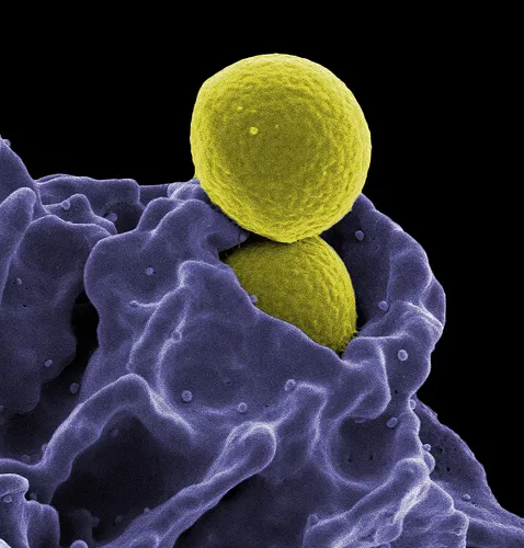 Conviviendo con microorganismos. Bacterias y comportamiento animal