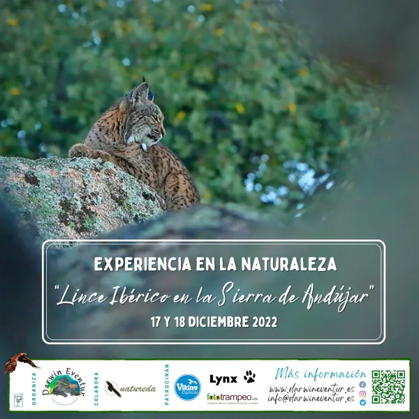 Experiencia divulgativa "Lince Ibérico en la Sierra de Andújar" diciembre 2022