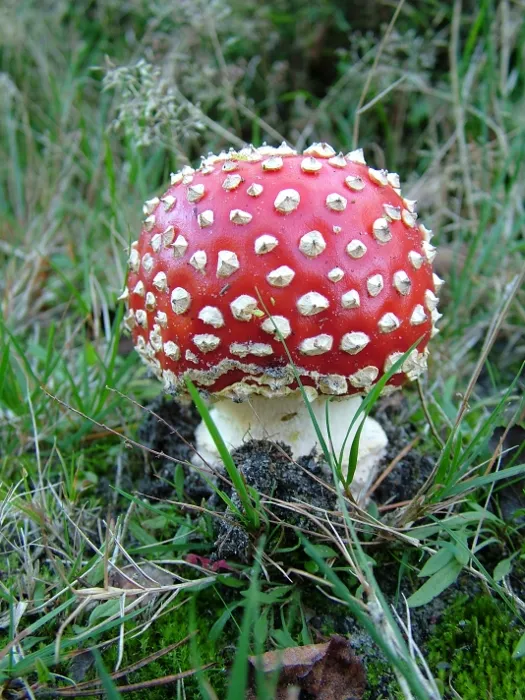 Inauguración de la exposición "Setas naturales y liofilizadas"