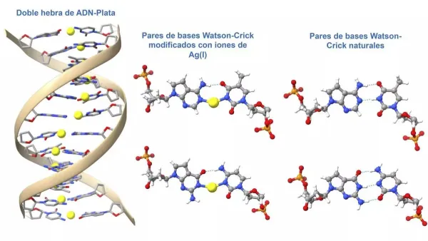  Una investigación de la UGR logra crear moléculas híbridas de ADN con iones de plata en el interior que abre nuevas aplicaciones terapéuticas en biomedicina