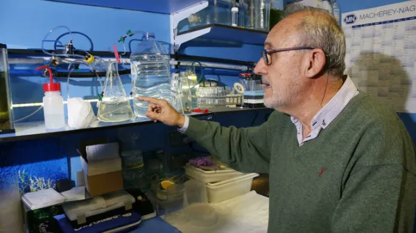 Investigadores del Aula del Mar certifican la llegada de la peligrosa alga asiática a la Costa de Granada