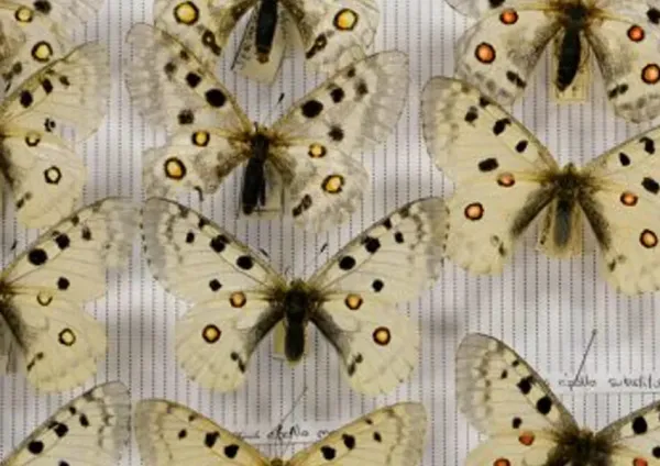 50 Aniversario de la Facultad de Ciencias Visitas Colecciones y Museos