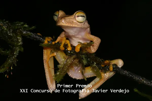 Resolución del Jurado del XXI Concurso de Fotografía Javier Verdejo y III Concurso De Fotografía Submarina “Amelia Ocaña”