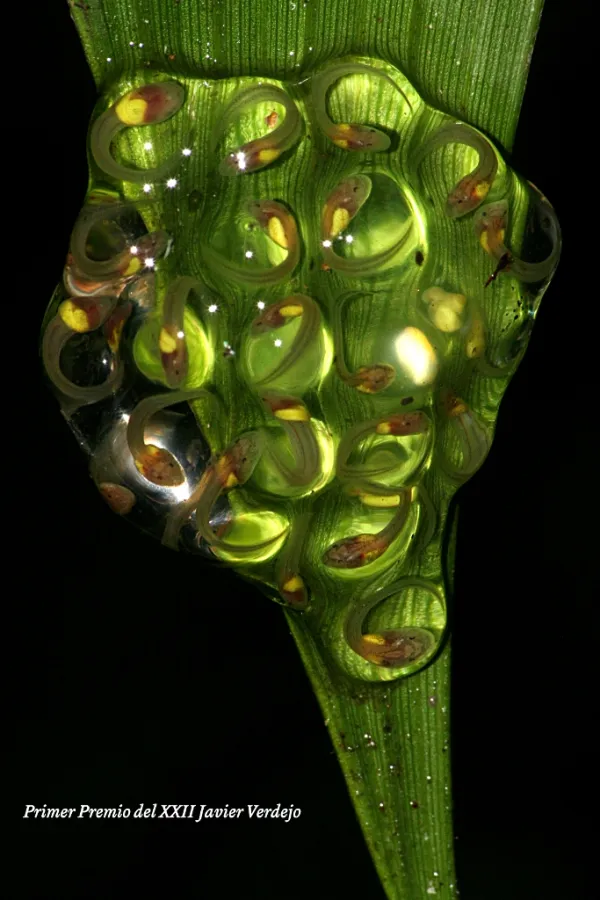 Resolución del Jurado del XXII Concurso de Fotografía Javier Verdejo y IV Concurso ...