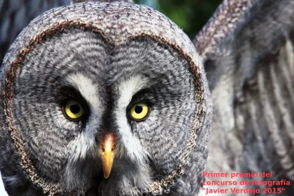 Fotografías premiadas en los concursos "Javier Verdejo" y "Amelia Ocaña"