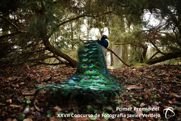 Fotografías premiadas en el XXVII Concurso de Fotografía Javier Verdejo y IX Concurso de Fotografía Amelia Ocaña