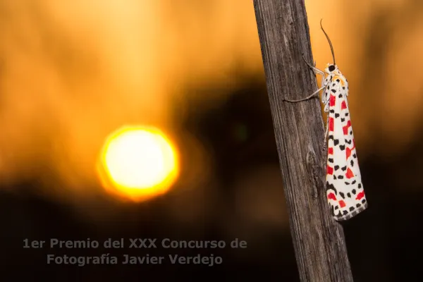 Fotografías premiadas del XXX Concurso de Fotografía Javier Verdejo 2019