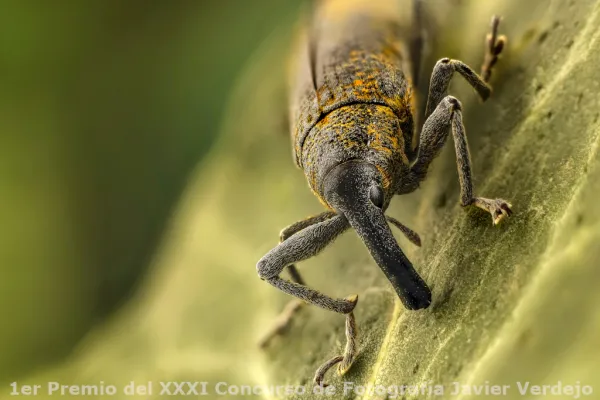 Fotografías premiadas del XXXI Concurso de Fotografía Javier Verdejo 2020