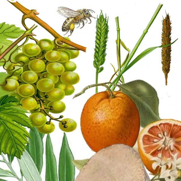 Conferencia: «Alternative food networks: the case of Czechia»