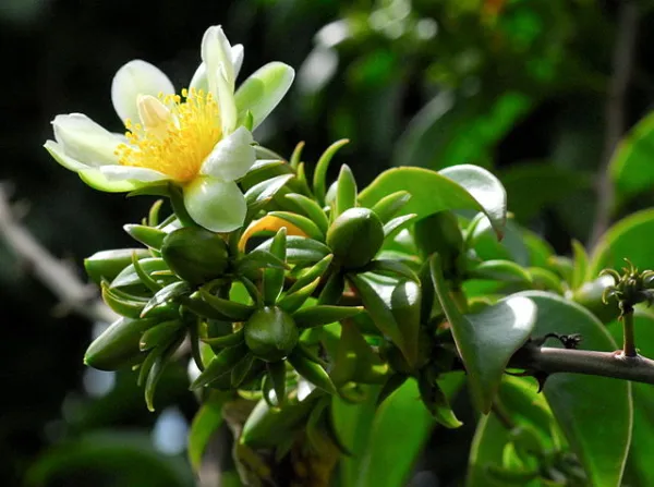 Physical-chemical properties of proteins extracted from the leaves of Pereskia aculeate + Fellowships opportunities from Brasil