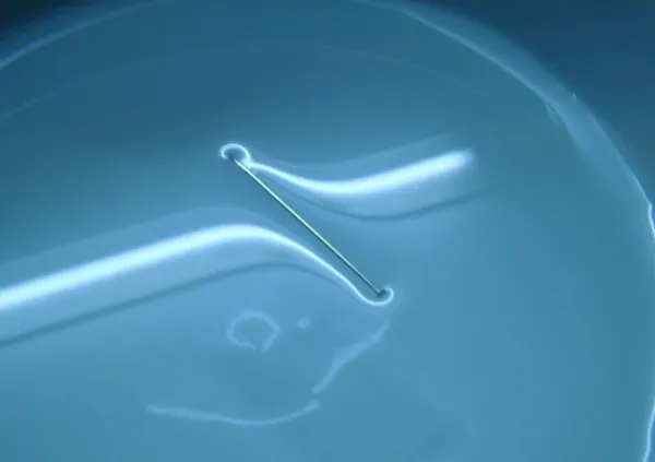 De la Mojabilidad y la Microscopia de Fuerza Atómica a las Aplicaciones Biomédicas