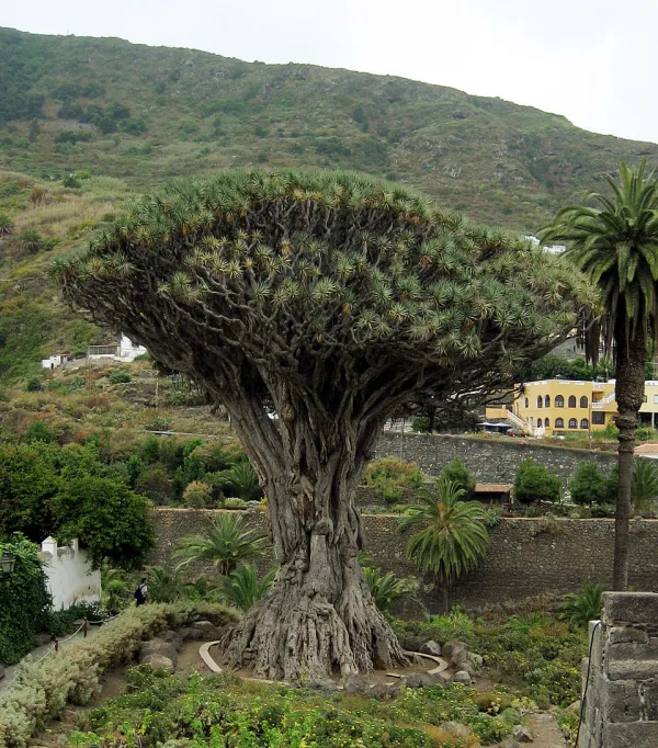 Anatomical insights into the dragon tree (Dracaena draco L.), an endangered species
