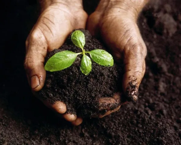 Biodiversidad y Conocimiento Campesino en la Historia: Bases Agroecológicas para un Nuevo Desarrollo Rural