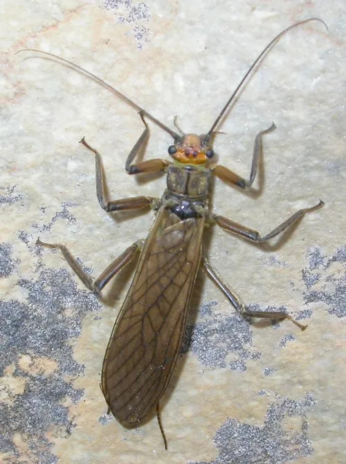 Conferencia Conmemorativa Año de la Biodiversidad