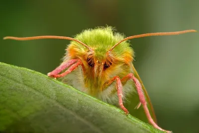 Biología sensorial de los insectos