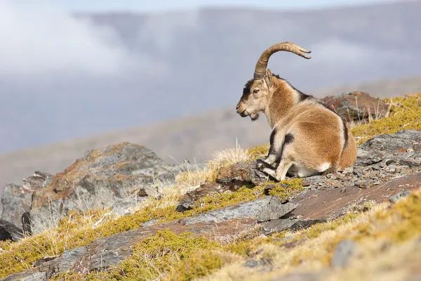 Disquisiciones sobre la cabra montés en Sierra Nevada. Monitorización y seguimiento de sus poblaciones