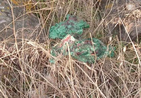 La lucha contra el uso ilegal de cebos envenenados en el Medio Natural