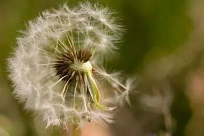 Evolution and costs of dispersal in plants: theoretical predictions and empirical approaches