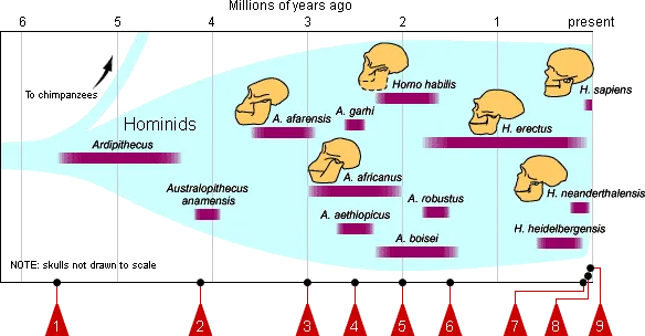 Conferencia-seminario: La evolución biológica y el origen de los humanos