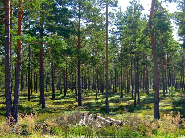 Does the variation in pupal predation of insect herbivores along a productivity gradient explain the patterns in outbreak incidence of boreal pine forests?