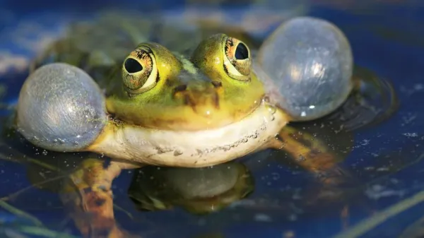 Save the Frogs in the world