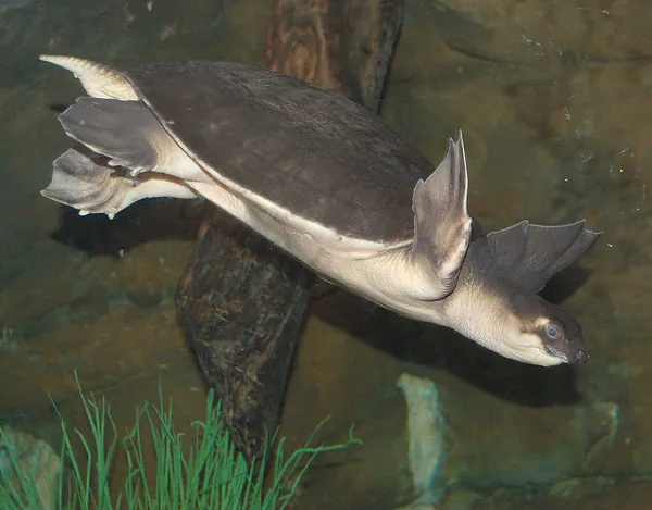 Conferencia para la conservación de la Tortuga Boba
