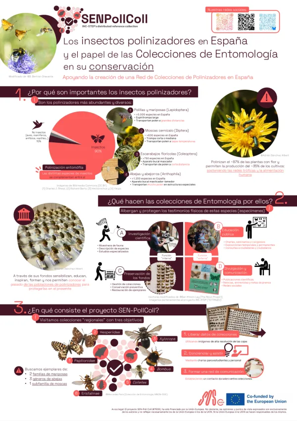 Los insectos polinizadores en España y el papel de las Colecciones de Entomología en su conservación