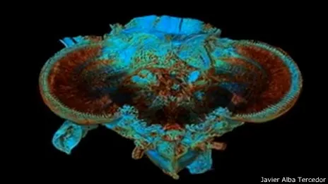 Premio al mejor vídeo científico Bruker Micro-CT User 2014