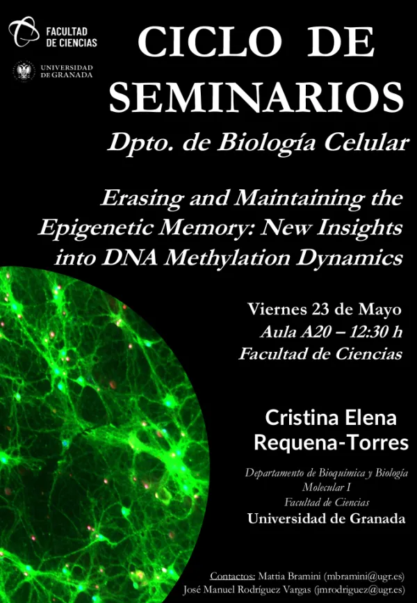 Erasing and Maintaining the Epigenetic Memory: New Insights into DNA Methylation Dynamics