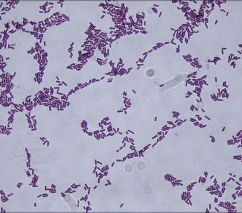 Simulando el nado de una bacteria. Sincronización flagelar en Bacillus subtilis