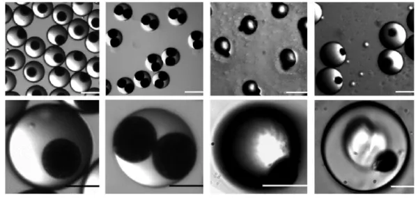 Síntesis y propiedades reológicas de hidrogeles magnéticos inyectables y autorreparables
