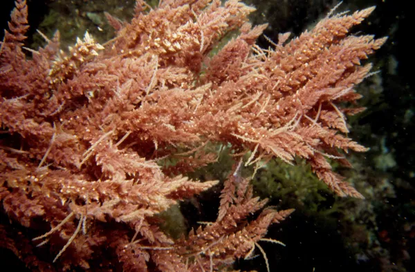 Workshop “Las especies exóticas invasoras en el medio marino de Andalucía”